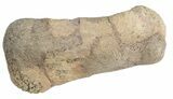 Juvenile Hadrosaur Hand Digit - Texas #43000-1